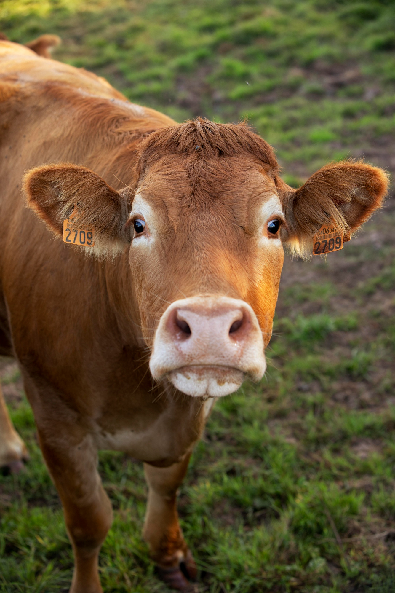Photo of a Cow